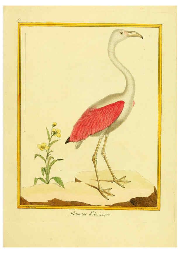 Reproducción/Reproduction 6008650277: Planches enluminées d'histoire naturelle t.1 Paris? :s.n.,1765-1783? 