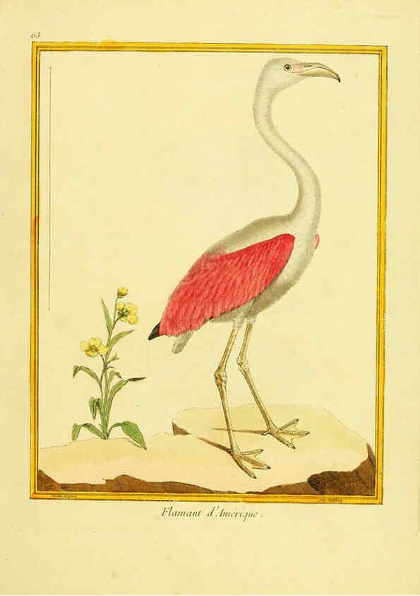 Reproducción/Reproduction 6008650277: Planches enluminées d'histoire naturelle t.1 Paris? :s.n.,1765-1783? 