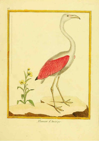 Reproducción/Reproduction 6008650277: Planches enluminées d'histoire naturelle t.1 Paris? :s.n.,1765-1783? 