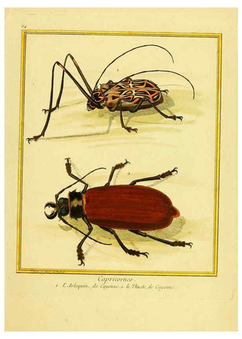 Reproducción/Reproduction 6009199514: Planches enluminées d'histoire naturelle t.1 Paris? :s.n.,1765-1783? 