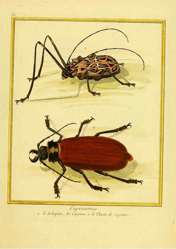 Reproducción/Reproduction 6009199514: Planches enluminées d'histoire naturelle t.1 Paris? :s.n.,1765-1783? 