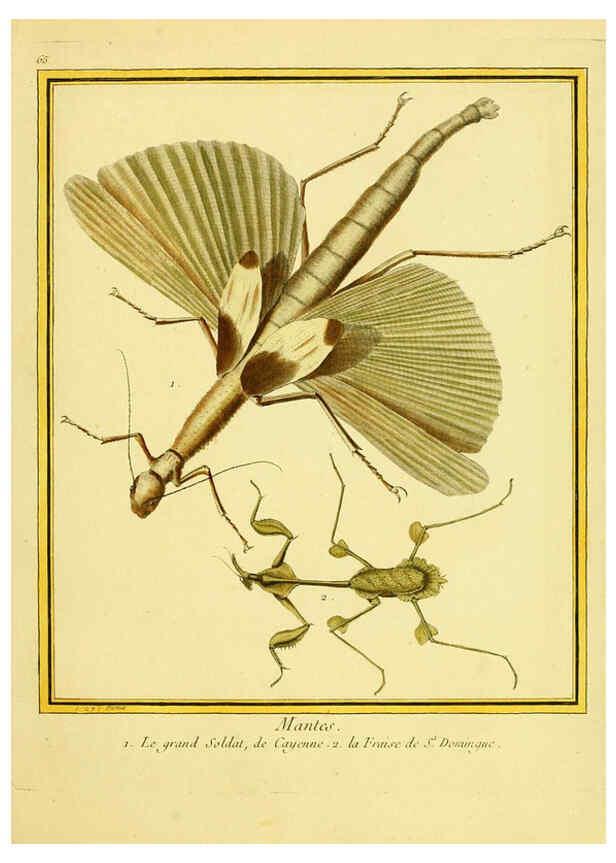 Reproducción/Reproduction 6009199902: Planches enluminées d'histoire naturelle t.1 Paris? :s.n.,1765-1783? 