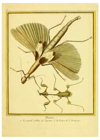 Reproducción/Reproduction 6009199902: Planches enluminées d'histoire naturelle t.1 Paris? :s.n.,1765-1783? 