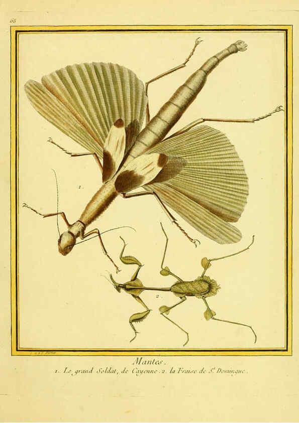 Reproducción/Reproduction 6009199902: Planches enluminées d'histoire naturelle t.1 Paris? :s.n.,1765-1783? 