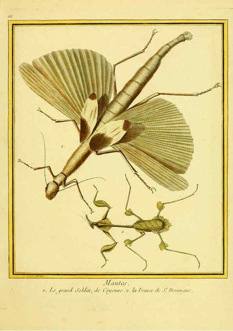 Reproducción/Reproduction 6009199902: Planches enluminées d'histoire naturelle t.1 Paris? :s.n.,1765-1783? 