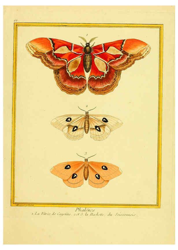 Reproducción/Reproduction 6009200196: Planches enluminées d'histoire naturelle t.1 Paris? :s.n.,1765-1783? 