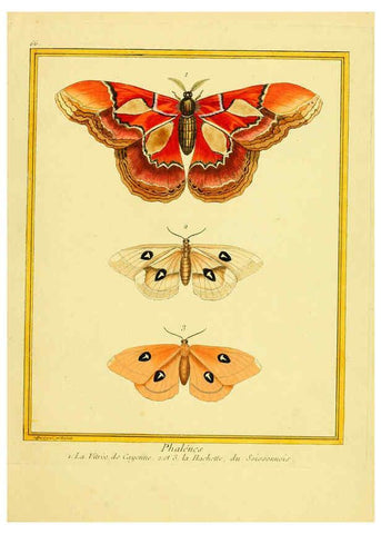 Reproducción/Reproduction 6009200196: Planches enluminées d'histoire naturelle t.1 Paris? :s.n.,1765-1783? 
