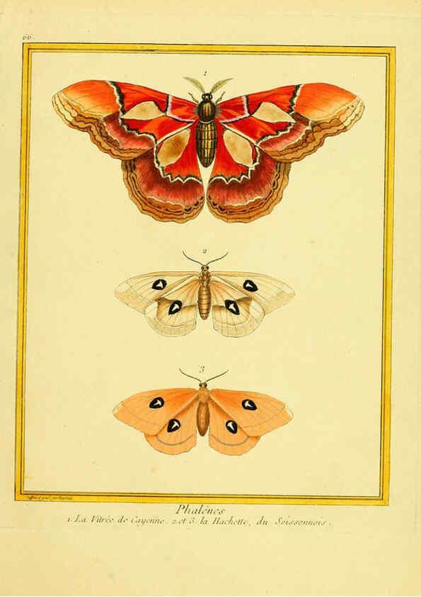 Reproducción/Reproduction 6009200196: Planches enluminées d'histoire naturelle t.1 Paris? :s.n.,1765-1783? 