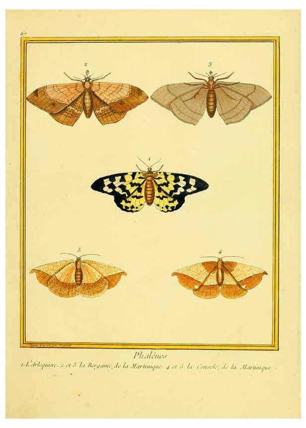 Reproducción/Reproduction 6008651247: Planches enluminées d'histoire naturelle t.1 Paris? :s.n.,1765-1783? 