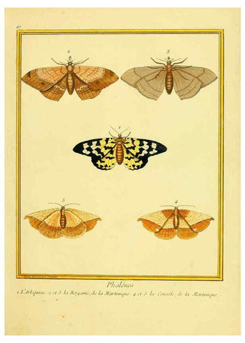 Reproducción/Reproduction 6008651247: Planches enluminées d'histoire naturelle t.1 Paris? :s.n.,1765-1783? 