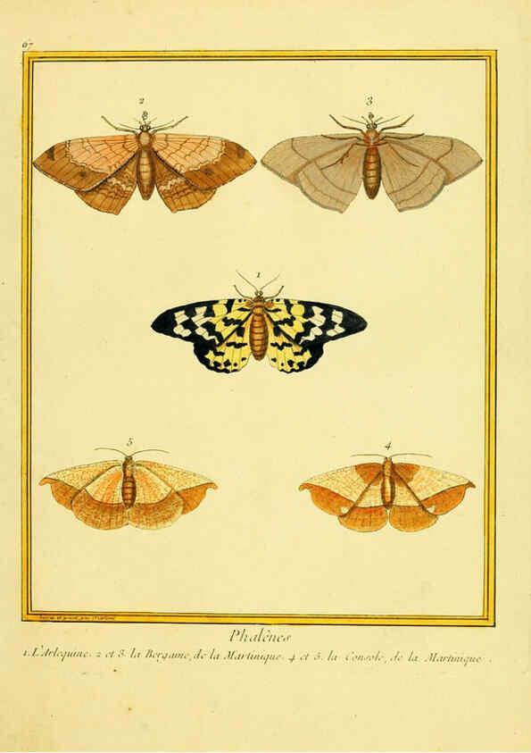 Reproducción/Reproduction 6008651247: Planches enluminées d'histoire naturelle t.1 Paris? :s.n.,1765-1783? 