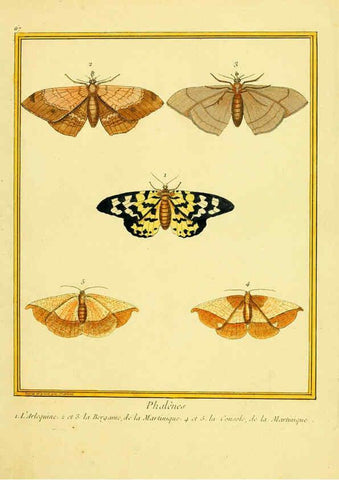 Reproducción/Reproduction 6008651247: Planches enluminées d'histoire naturelle t.1 Paris? :s.n.,1765-1783? 