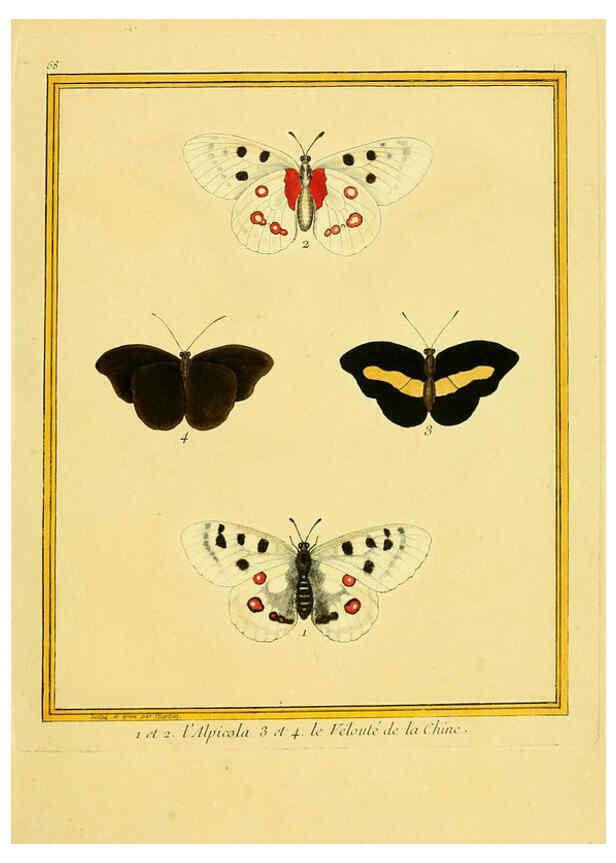 Reproducción/Reproduction 6009200750: Planches enluminées d'histoire naturelle t.1 Paris? :s.n.,1765-1783? 