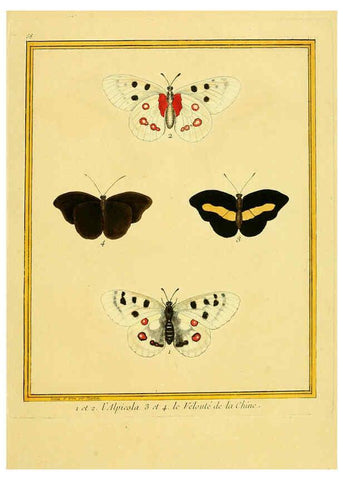 Reproducción/Reproduction 6009200750: Planches enluminées d'histoire naturelle t.1 Paris? :s.n.,1765-1783? 