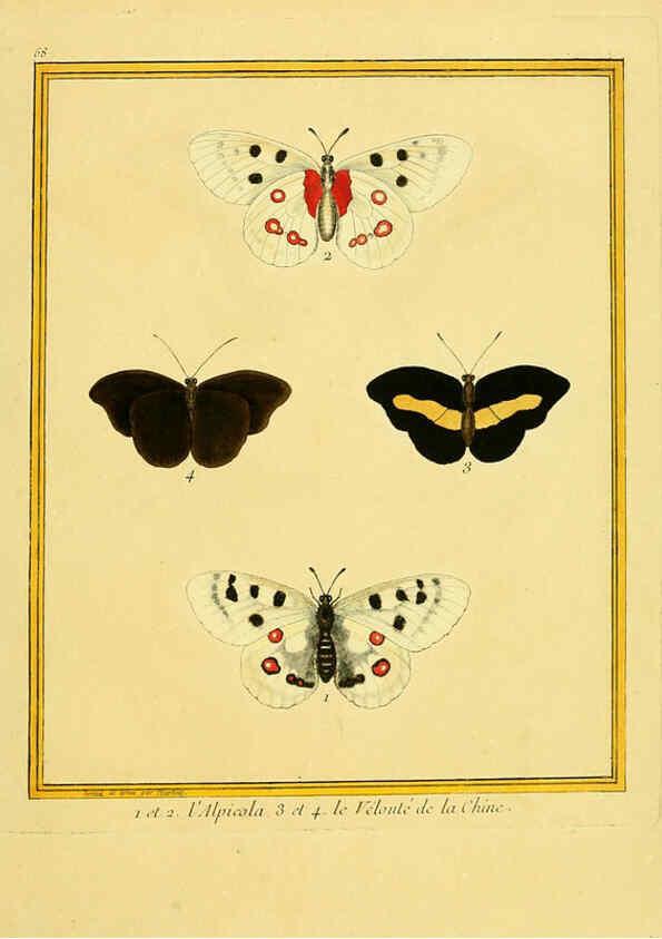 Reproducción/Reproduction 6009200750: Planches enluminées d'histoire naturelle t.1 Paris? :s.n.,1765-1783? 