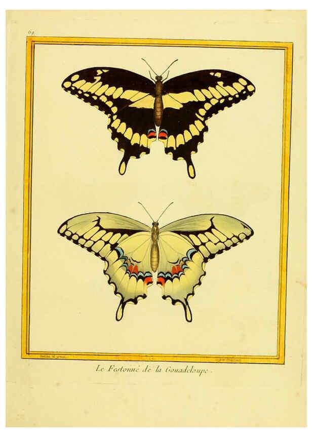 Reproducción/Reproduction 6008651777: Planches enluminées d'histoire naturelle t.1 Paris? :s.n.,1765-1783? 