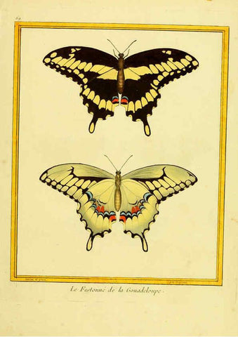 Reproducción/Reproduction 6008651777: Planches enluminées d'histoire naturelle t.1 Paris? :s.n.,1765-1783? 