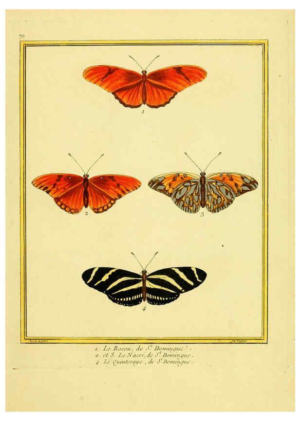 Reproducción/Reproduction 6009201178: Planches enluminées d'histoire naturelle t.1 Paris? :s.n.,1765-1783? 