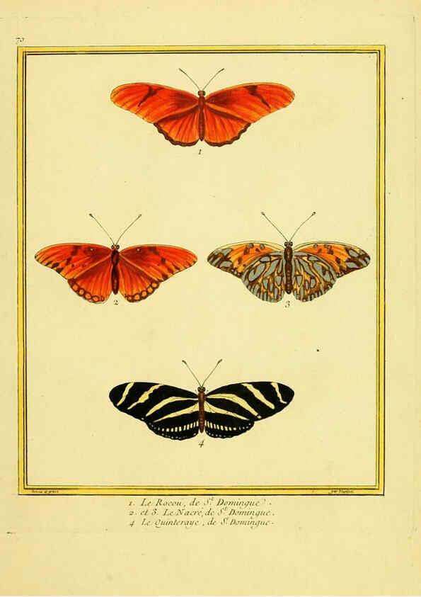 Reproducción/Reproduction 6009201178: Planches enluminées d'histoire naturelle t.1 Paris? :s.n.,1765-1783? 