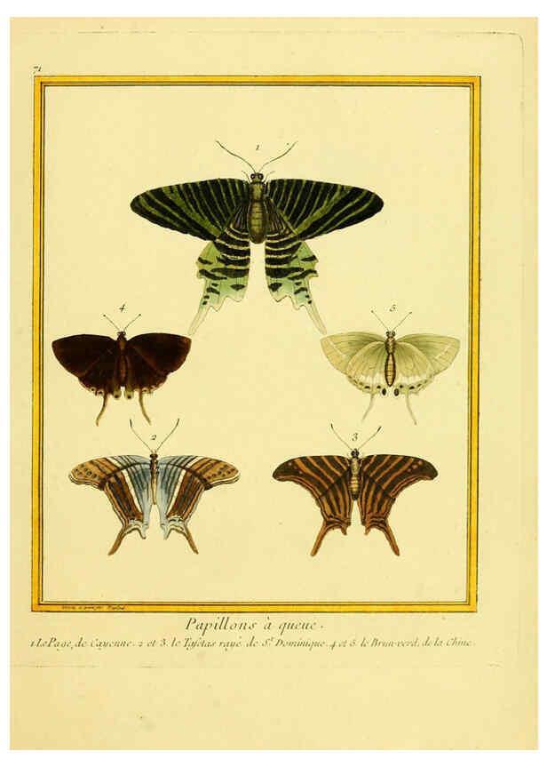 Reproducción/Reproduction 6008652345: Planches enluminées d'histoire naturelle t.1 Paris? :s.n.,1765-1783? 