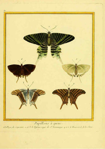 Reproducción/Reproduction 6008652345: Planches enluminées d'histoire naturelle t.1 Paris? :s.n.,1765-1783? 