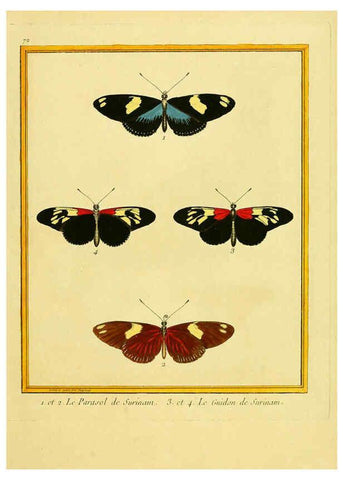 Reproducción/Reproduction 6009201756: Planches enluminées d'histoire naturelle t.1 Paris? :s.n.,1765-1783? 