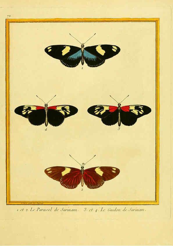 Reproducción/Reproduction 6009201756: Planches enluminées d'histoire naturelle t.1 Paris? :s.n.,1765-1783? 