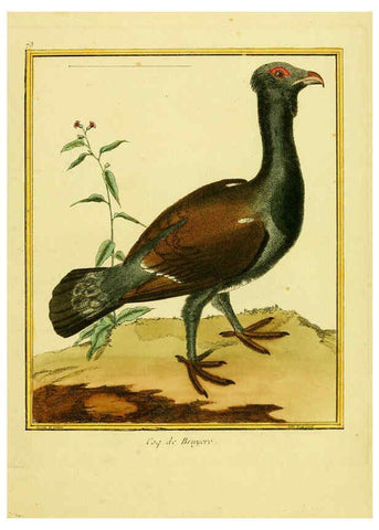 Reproducción/Reproduction 6008652907: Planches enluminées d'histoire naturelle t.1 Paris? :s.n.,1765-1783? 