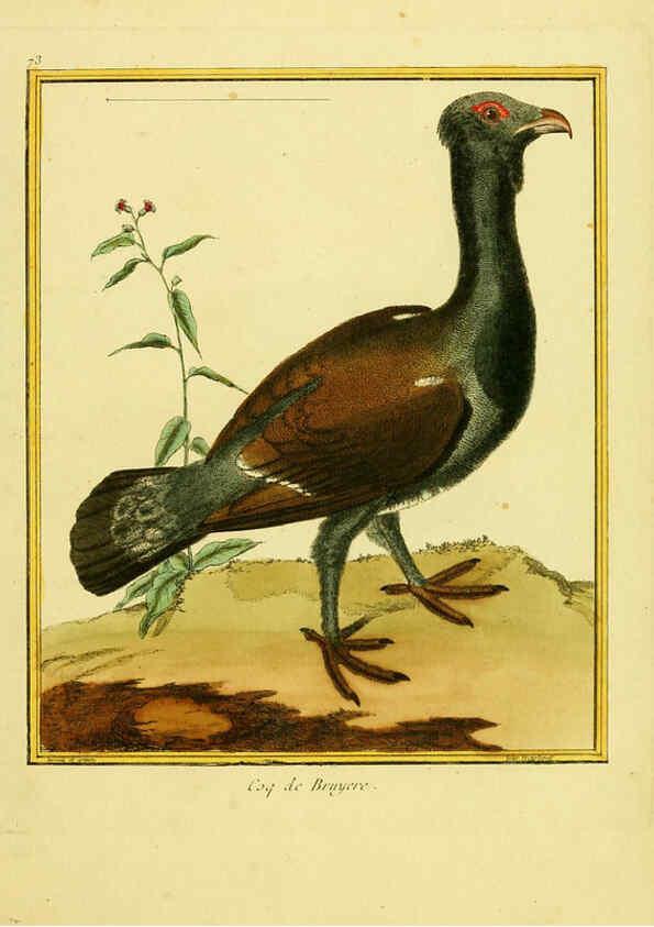 Reproducción/Reproduction 6008652907: Planches enluminées d'histoire naturelle t.1 Paris? :s.n.,1765-1783? 