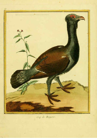 Reproducción/Reproduction 6008652907: Planches enluminées d'histoire naturelle t.1 Paris? :s.n.,1765-1783? 
