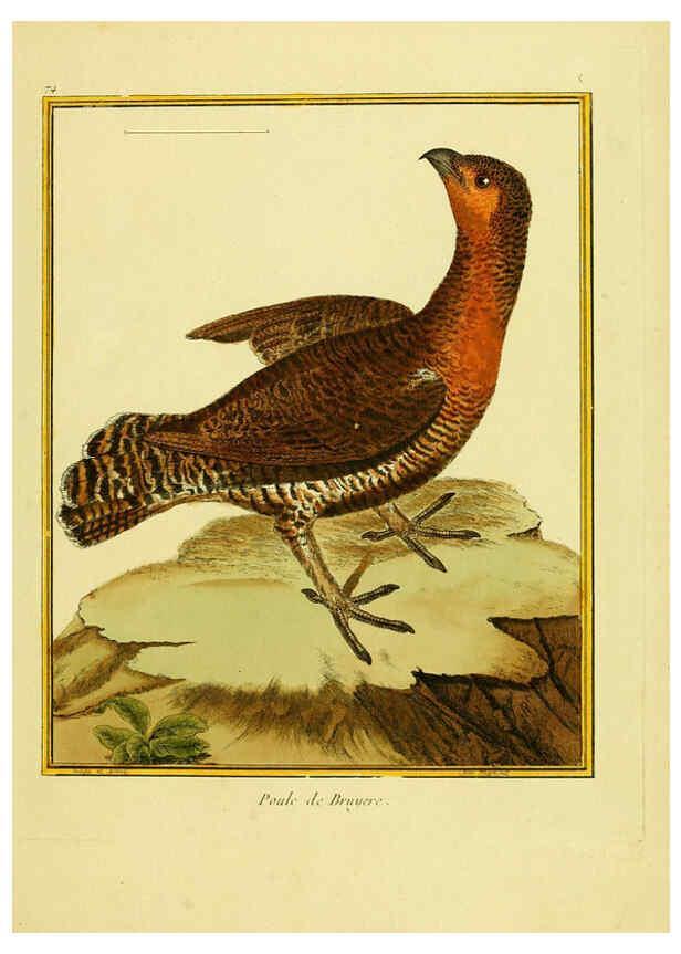 Reproducción/Reproduction 6008653409: Planches enluminées d'histoire naturelle t.1 Paris? :s.n.,1765-1783? 