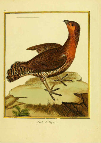 Reproducción/Reproduction 6008653409: Planches enluminées d'histoire naturelle t.1 Paris? :s.n.,1765-1783? 