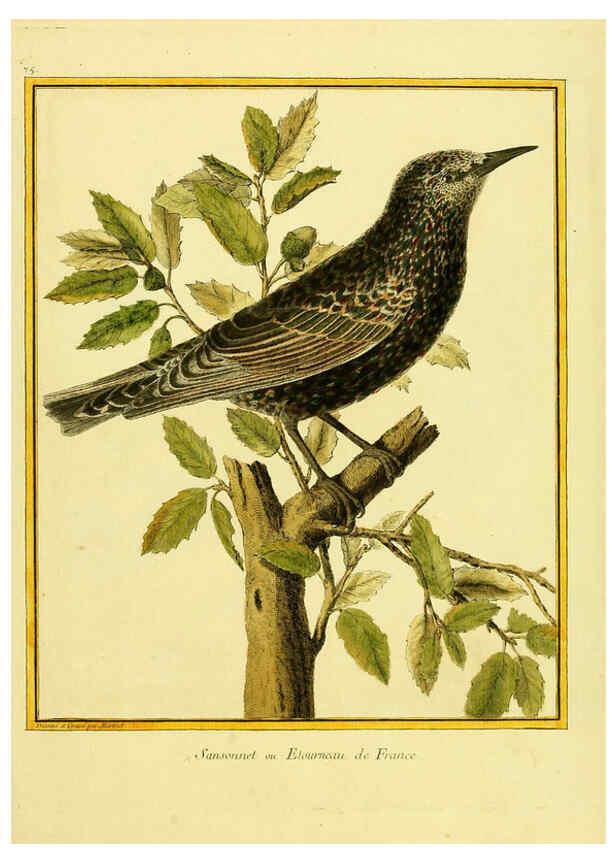 Reproducción/Reproduction 6008653615: Planches enluminées d'histoire naturelle t.1 Paris? :s.n.,1765-1783? 