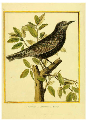 Reproducción/Reproduction 6008653615: Planches enluminées d'histoire naturelle t.1 Paris? :s.n.,1765-1783? 