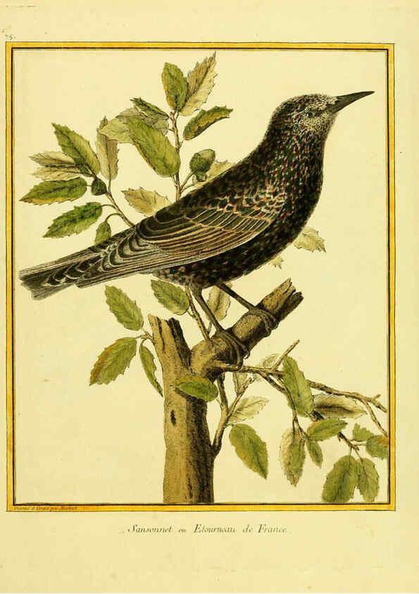 Reproducción/Reproduction 6008653615: Planches enluminées d'histoire naturelle t.1 Paris? :s.n.,1765-1783? 