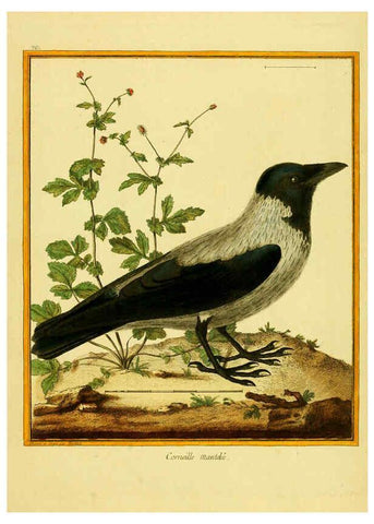 Reproducción/Reproduction 6009202972: Planches enluminées d'histoire naturelle t.1 Paris? :s.n.,1765-1783? 