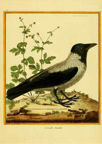 Reproducción/Reproduction 6009202972: Planches enluminées d'histoire naturelle t.1 Paris? :s.n.,1765-1783? 