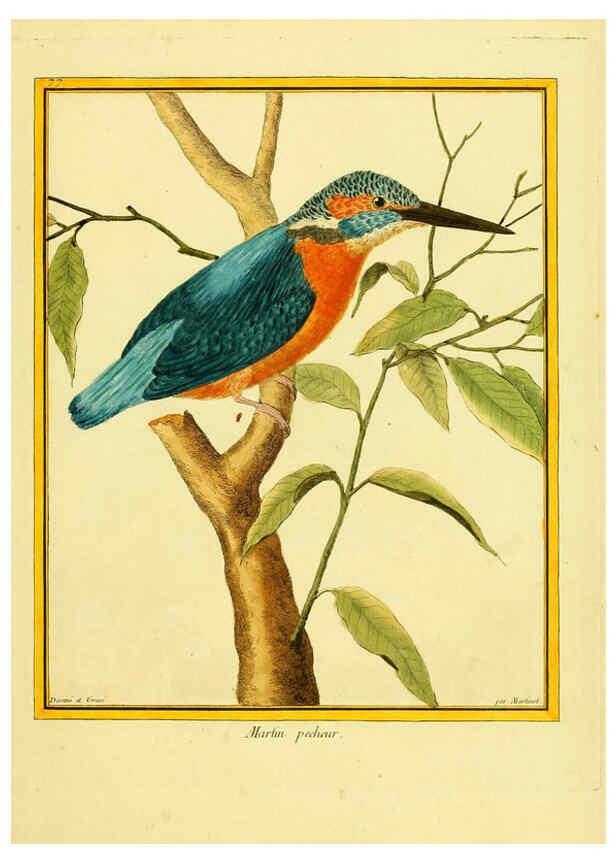 Reproducción/Reproduction 6008654353: Planches enluminées d'histoire naturelle t.1 Paris? :s.n.,1765-1783? 