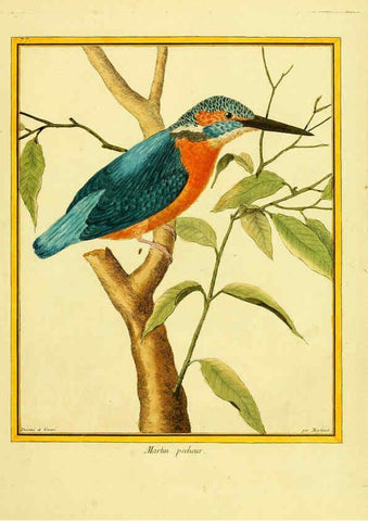 Reproducción/Reproduction 6008654353: Planches enluminées d'histoire naturelle t.1 Paris? :s.n.,1765-1783? 