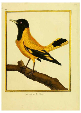 Reproducción/Reproduction 6008654703: Planches enluminées d'histoire naturelle t.1 Paris? :s.n.,1765-1783? 