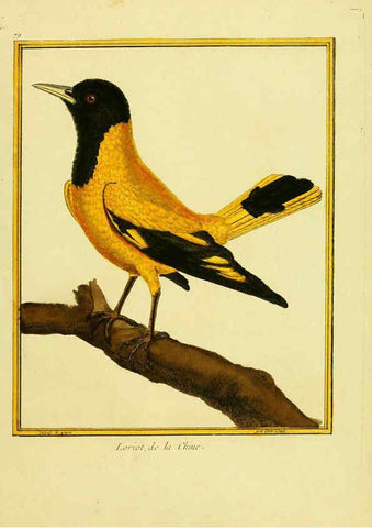 Reproducción/Reproduction 6008654703: Planches enluminées d'histoire naturelle t.1 Paris? :s.n.,1765-1783? 