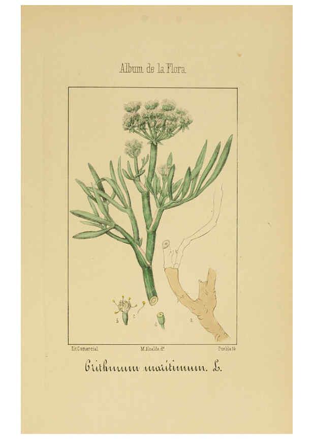 Reproducción/Reproduction 6011784181: Album de la flora médico-farmacéutica é industrial, indígena y exótica Madrid,Impr. de la Galeria literaria,1862-64