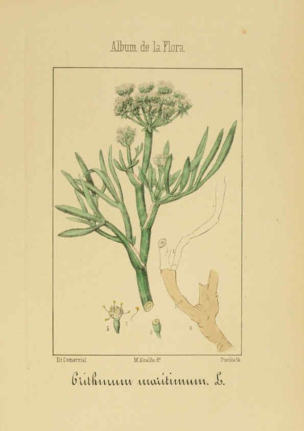 Reproducción/Reproduction 6011784181: Album de la flora médico-farmacéutica é industrial, indígena y exótica Madrid,Impr. de la Galeria literaria,1862-64