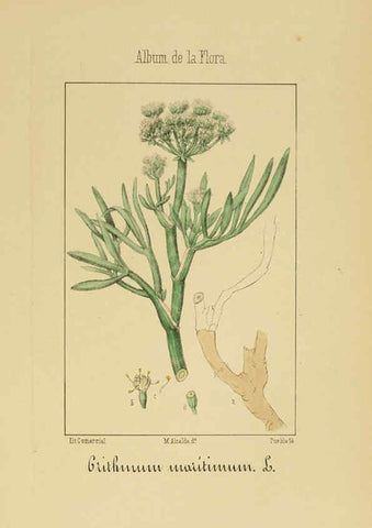 Reproducción/Reproduction 6011784181: Album de la flora médico-farmacéutica é industrial, indígena y exótica Madrid,Impr. de la Galeria literaria,1862-64