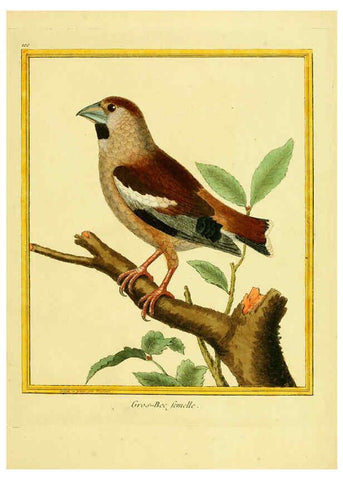 Reproducción/Reproduction 6009209240: Planches enluminées d'histoire naturelle t.1 Paris? :s.n.,1765-1783? 