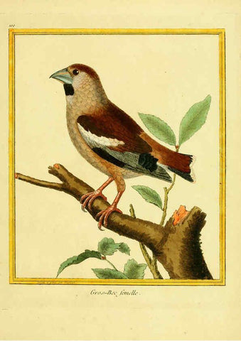 Reproducción/Reproduction 6009209240: Planches enluminées d'histoire naturelle t.1 Paris? :s.n.,1765-1783? 