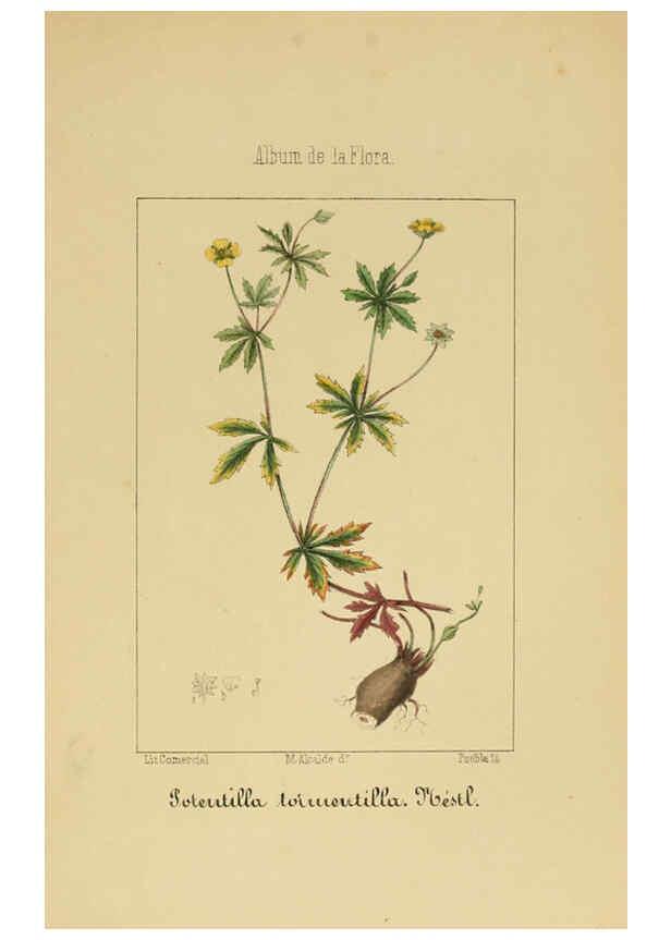 Reproducción/Reproduction 6011701559: Album de la flora médico-farmacéutica é industrial, indígena y exótica Madrid,Impr. de la Galeria literaria,1862-64