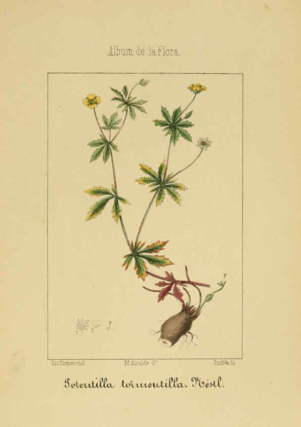 Reproducción/Reproduction 6011701559: Album de la flora médico-farmacéutica é industrial, indígena y exótica Madrid,Impr. de la Galeria literaria,1862-64