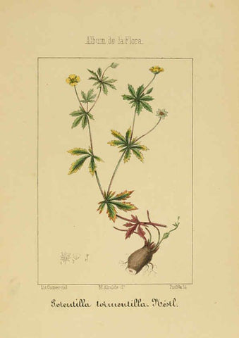 Reproducción/Reproduction 6011701559: Album de la flora médico-farmacéutica é industrial, indígena y exótica Madrid,Impr. de la Galeria literaria,1862-64