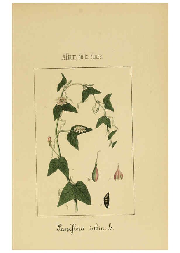 Reproducción/Reproduction 6011706465: Album de la flora médico-farmacéutica é industrial, indígena y exótica Madrid,Impr. de la Galeria literaria,1862-64